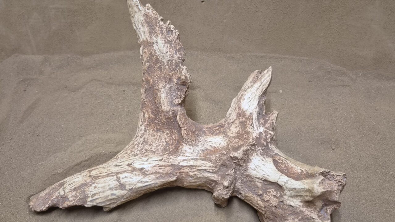 Moulage : Bois de massacre cerf