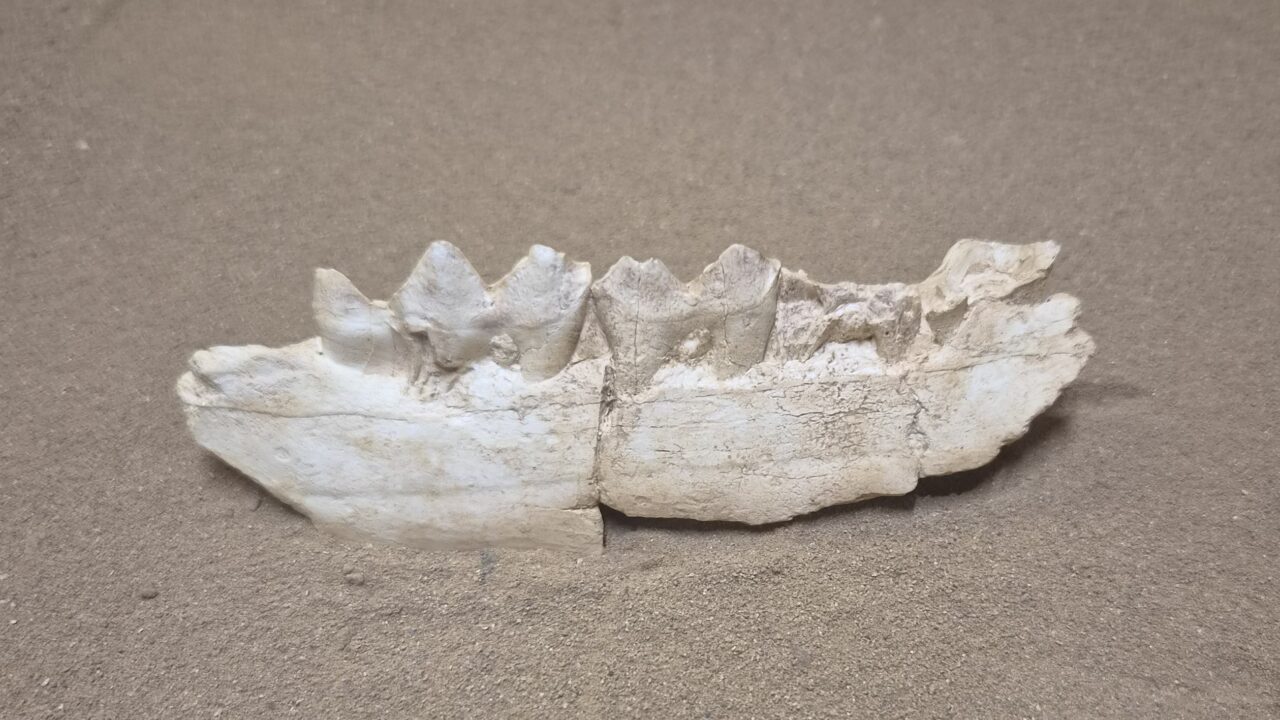 Moulage : Hémi mandibule cerf