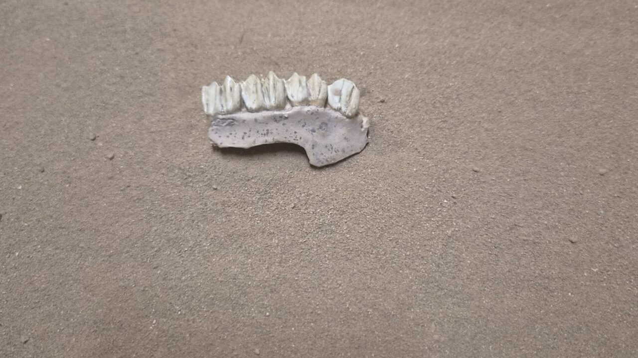 Moulage : Hémi mandibule chevreuil