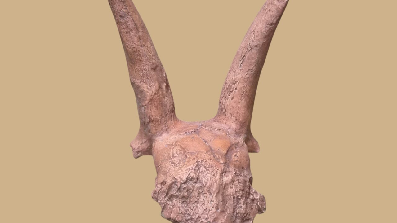 Moulage : Crâne bouquetin Lazaret