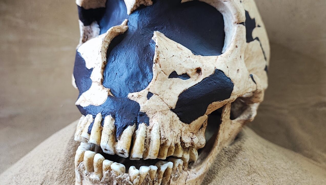 Moulage : Homo neanderthalensis, La Ferrassie 1