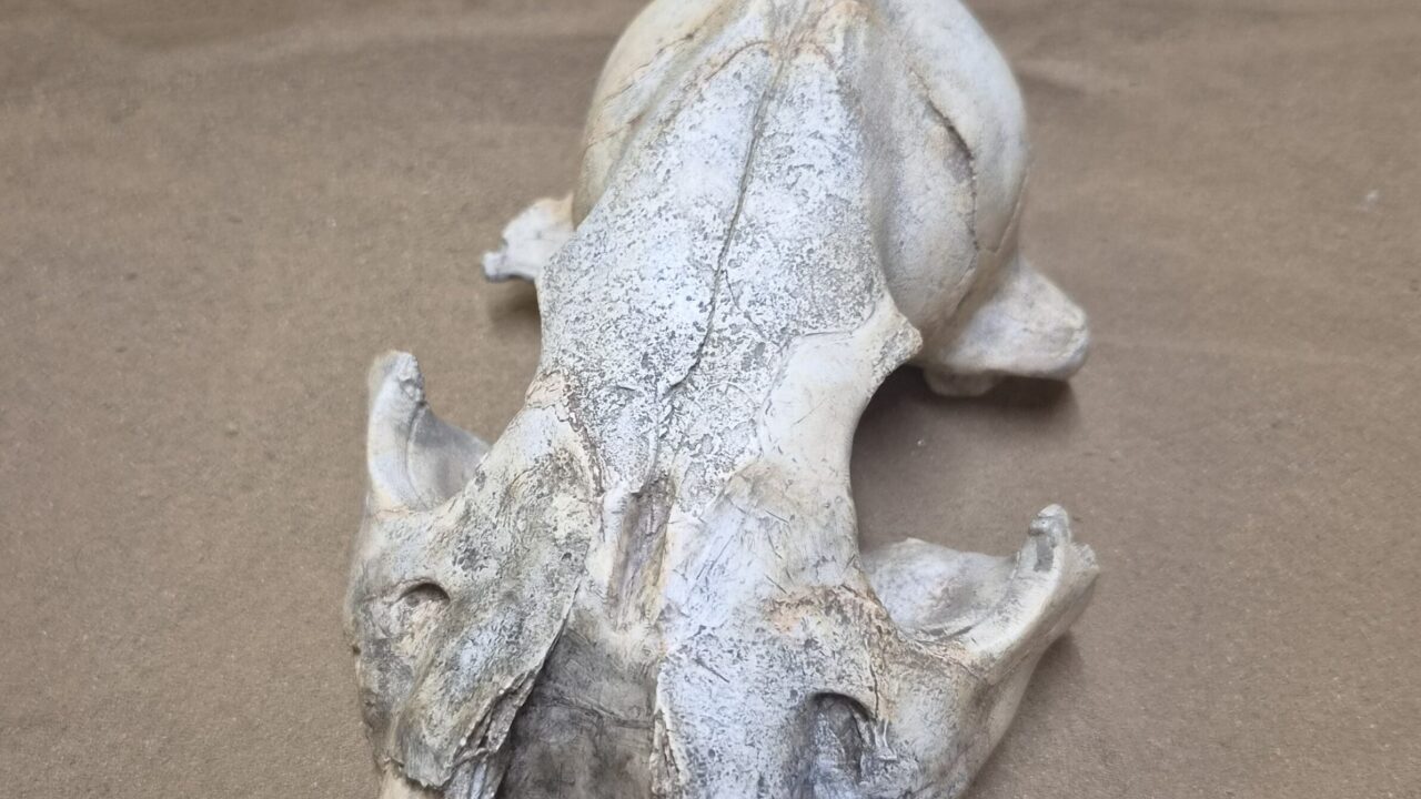 Moulage : Crâne hyène