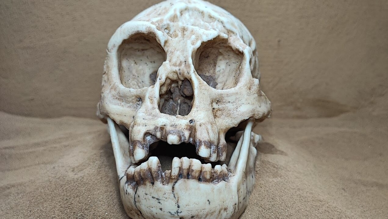 Moulage : Homo floresiensis LB1 EBU, Flores