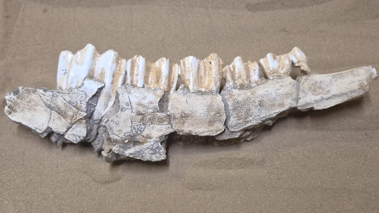 Moulage : Hémi-mandibule de bison (bos priscus), Caune de l’Arago, Acheuléen