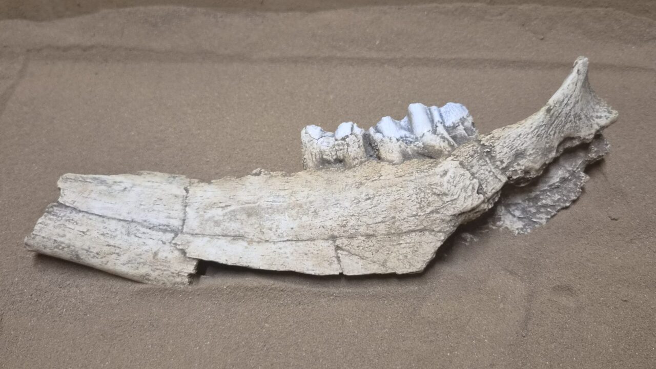 Moulage : Hémi mandibule bison Vallonnet