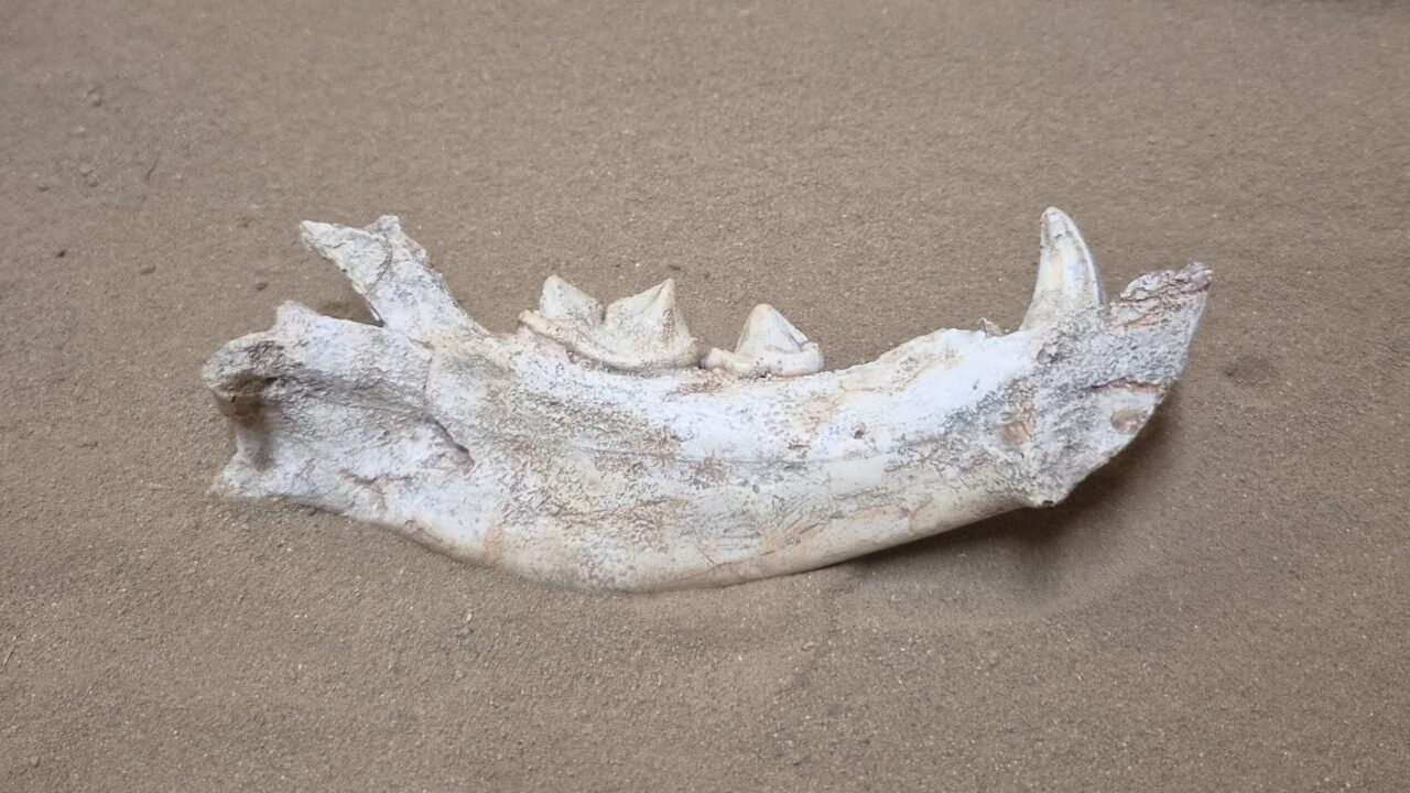 Moulage : Hémi mandibule gauche hyène