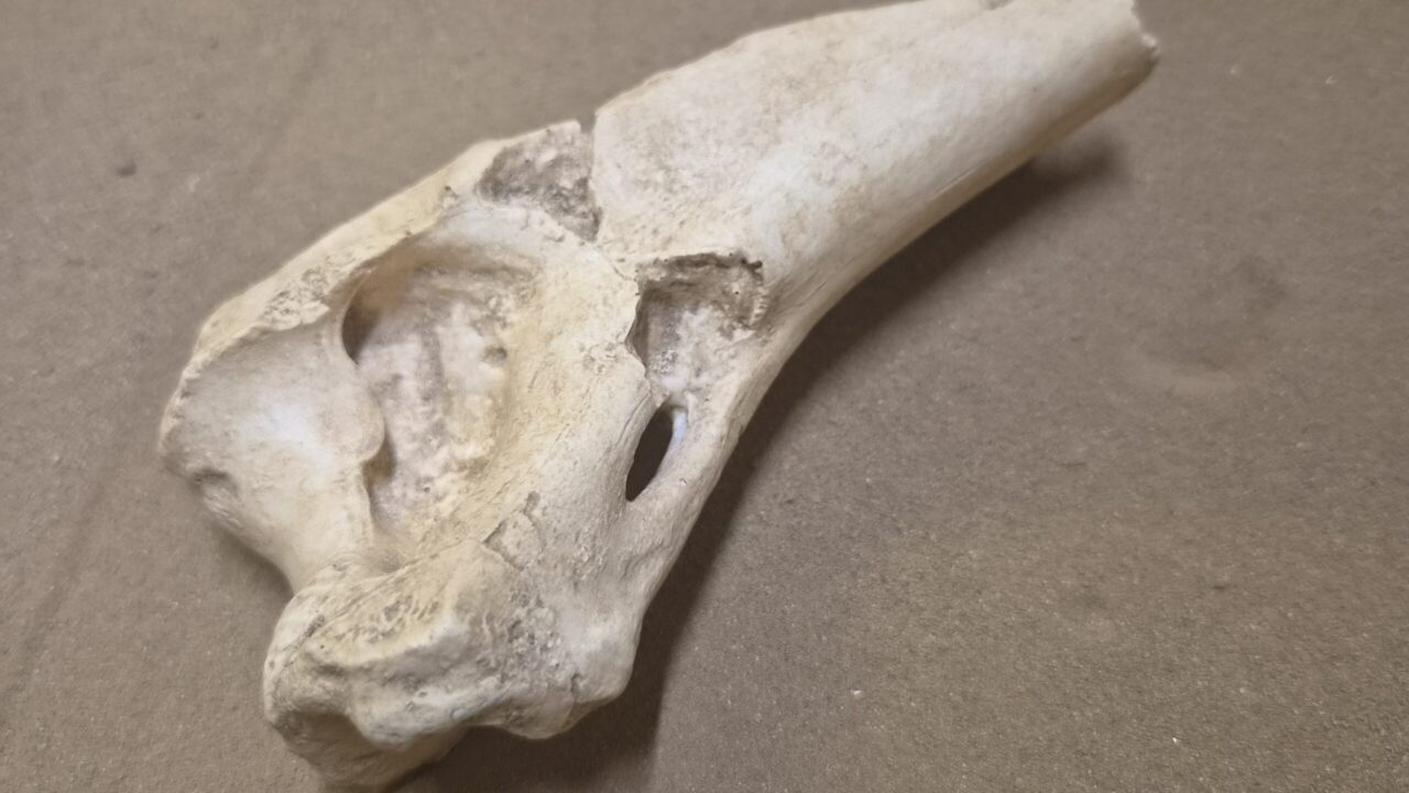 Moulage : Humérus jaguar