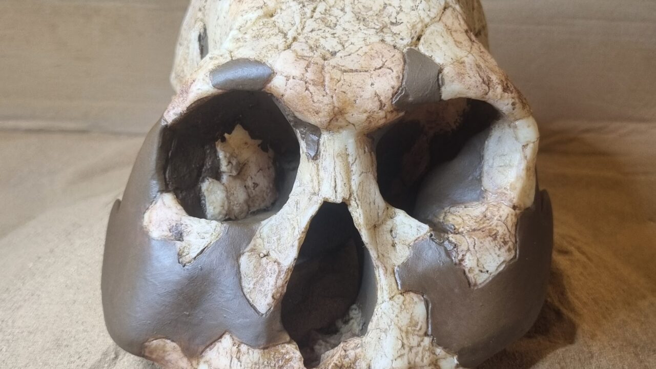 Moulage : Homo rudolfensis, Crâne KNM-ER 1470