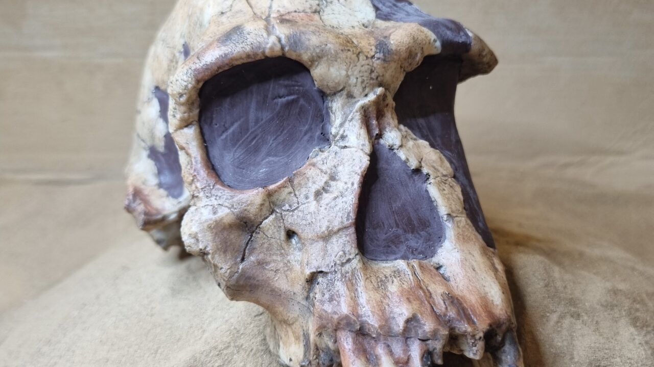 Moulage : Homo habilis, Crâne KNM-ER 1813