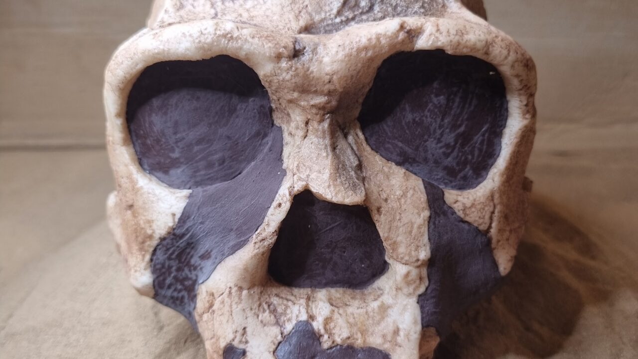 Moulage : Homo ergaster, Crâne KNM-ER 3733