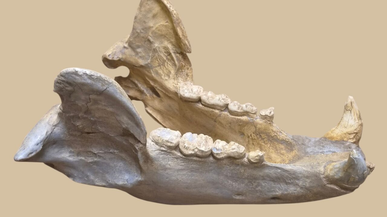 Moulage : Mandibule ours Prélétang
