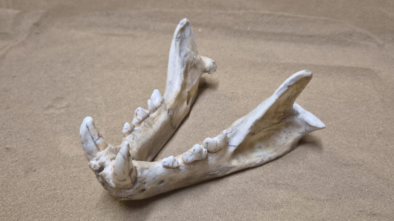 Moulage : Mandibule de panthera pardus, Caune de l’Arago, Acheuléen
