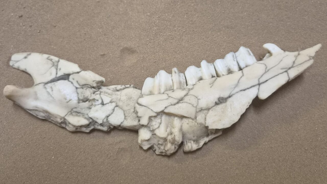 Moulage : Hémi mandibule mouflon