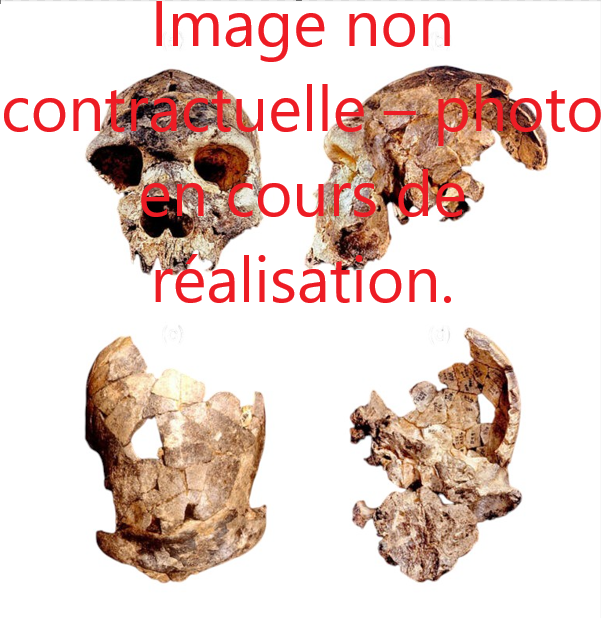 Moulage : Homo heidelbergensis, crâne de Bodo
