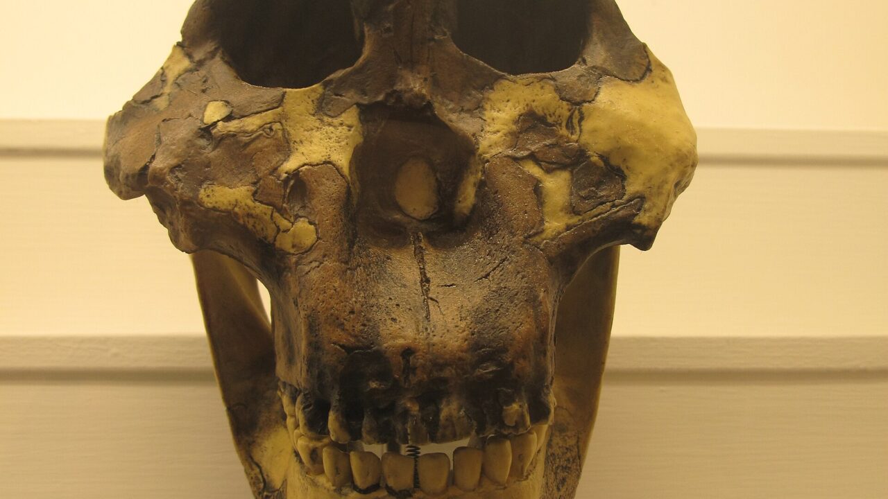 Crâne de Paranthropus boisei, vue de trois quarts