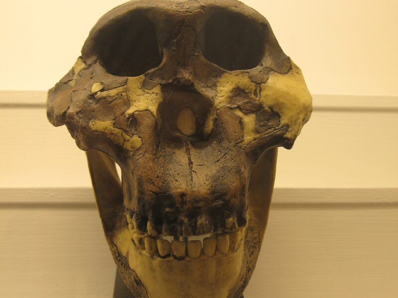 Crâne de Paranthropus boisei, vue de trois quarts