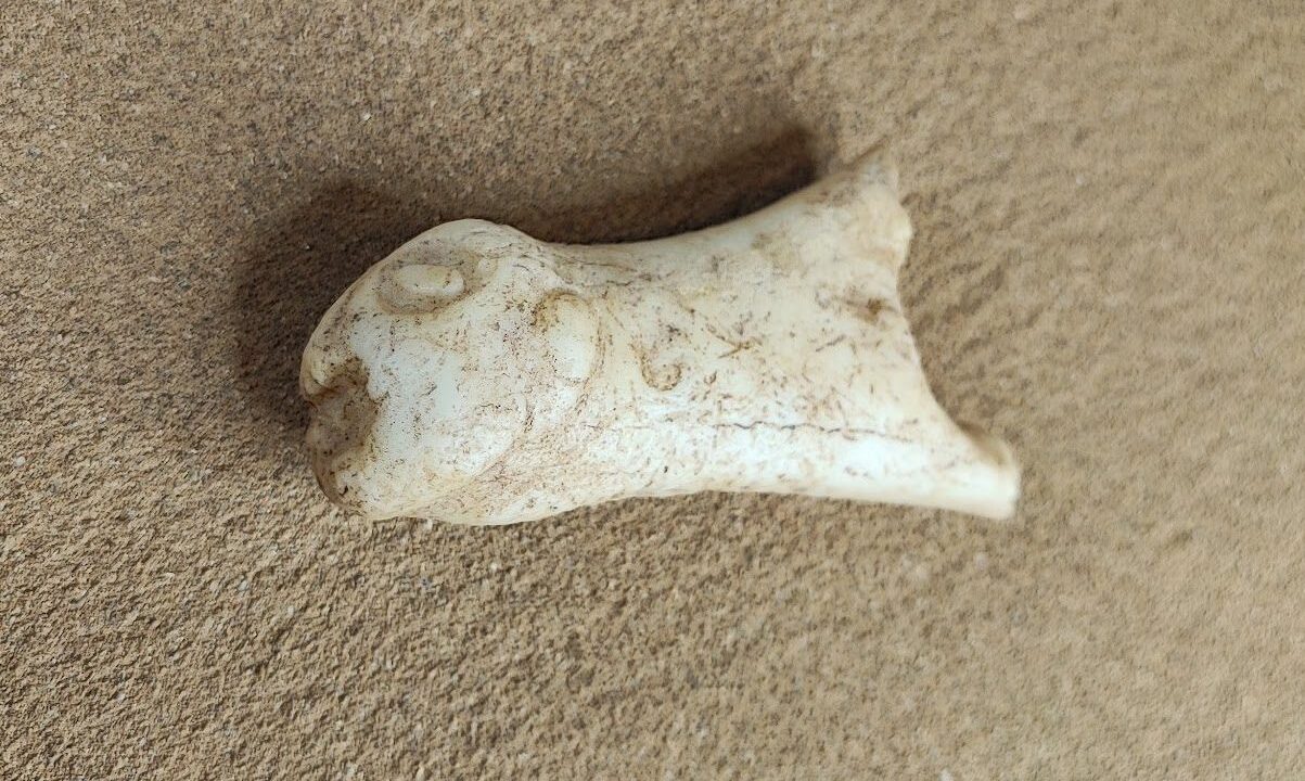 Moulage : Phallus à tête humaine, Roc de Marcamps