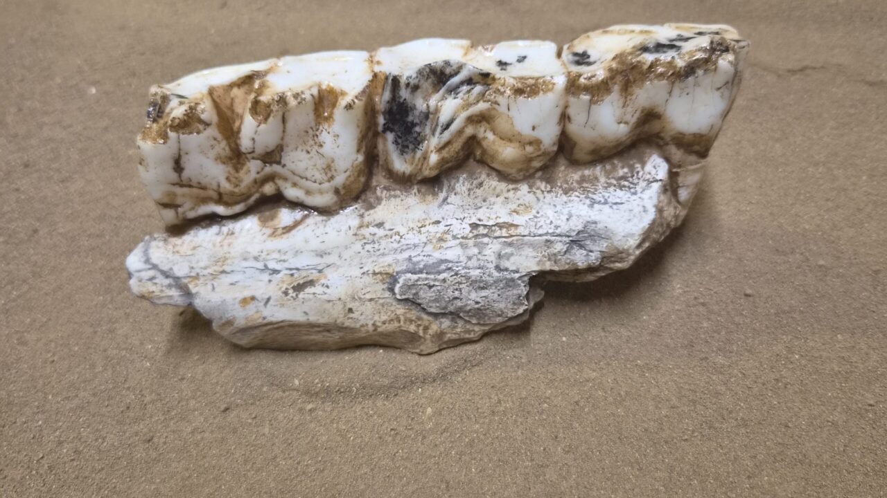 Moulage : Fragment mandibule rhinocéros