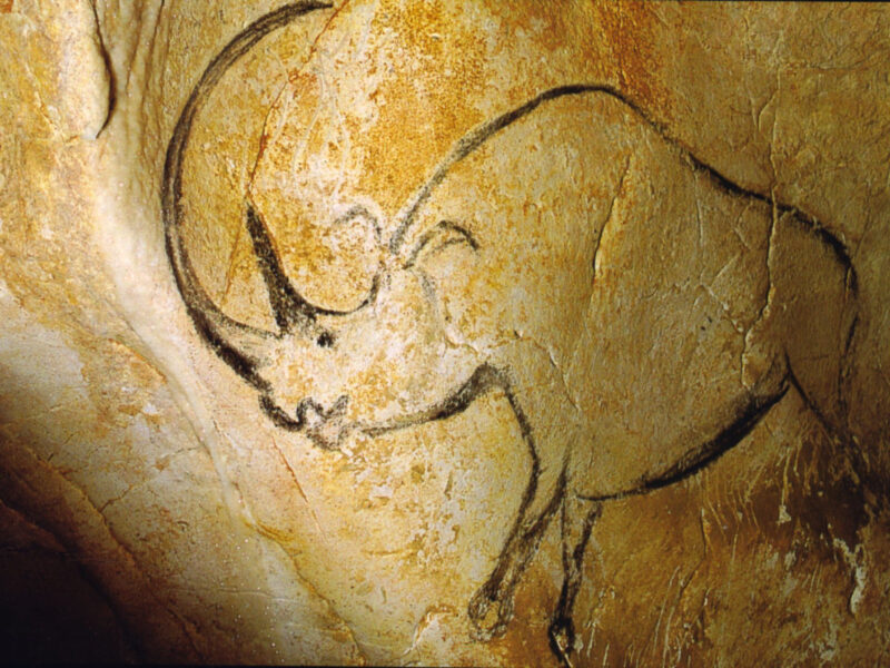Rhinocéros laineux dessiné au charbon dans la grotte Chauvet (Ardèche), il y a environ 36 000 ans. L’animal que les Aurignaciens connaissaient descend d’une lignée diversifiée en Eurasie tempérée quatre cent mille ans plus tôt.
