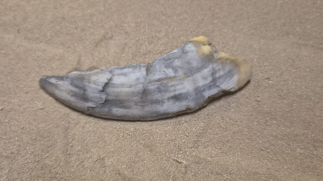 Moulage : Canine sanglier