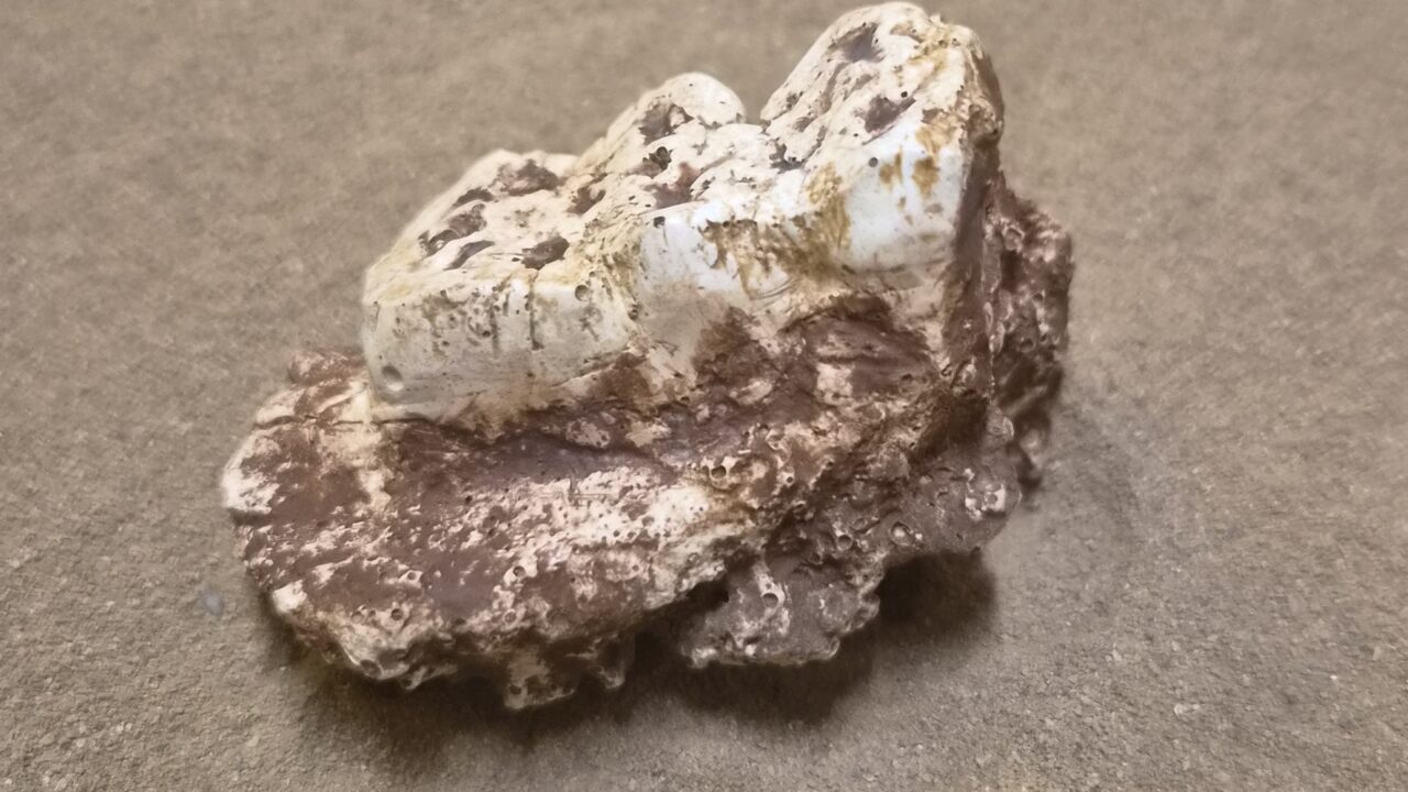 Moulage : Fragment mandibule sanglier