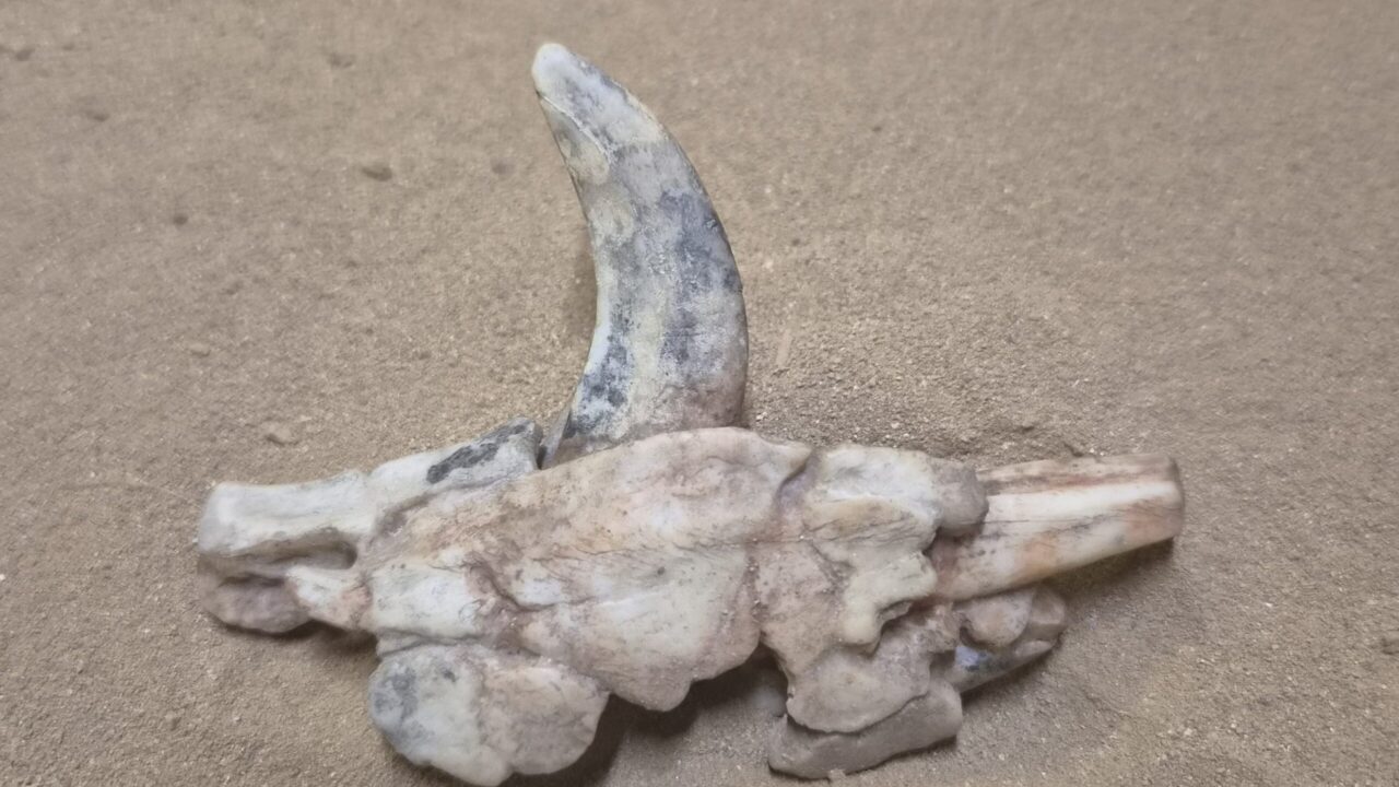 Moulage : Fragment hémi mandibule sanglier