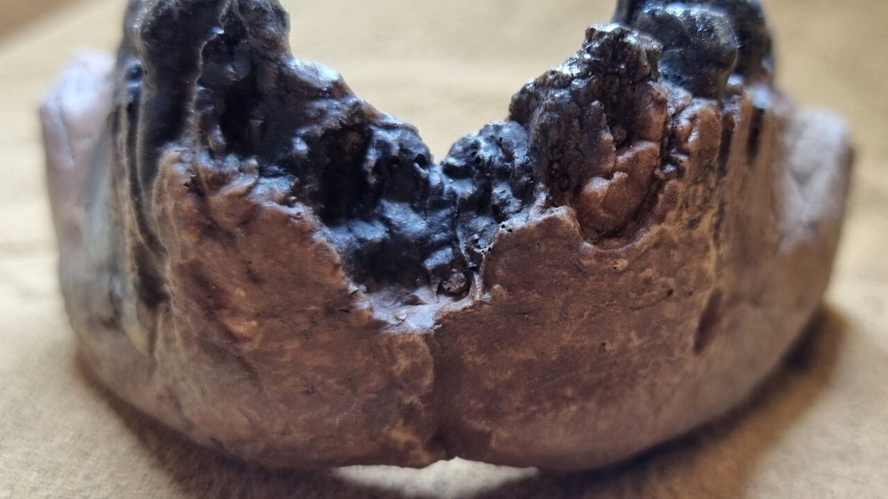 Moulage : Homo rudolfensis, Mandibule Uraha district de Karonga. HPCR UR 501