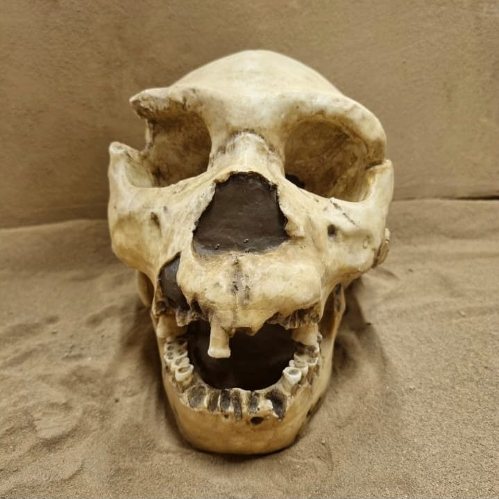 Moulage : H. HEIDELBERGENSIS AT 700 / Crâne 5 Atapuerca/Sima de los Huesos mandibule AT 888
