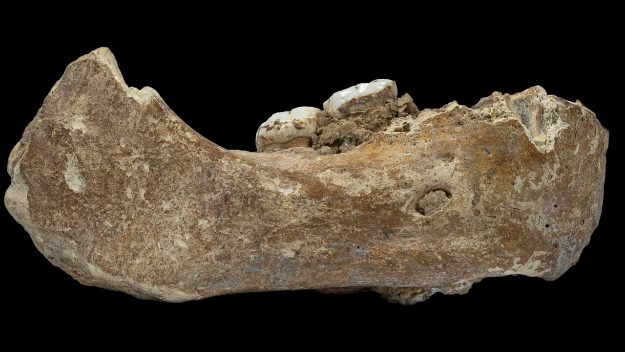 La mandibule de Xiahe, sur le plateau tibétain, premier fossile rattaché aux Dénisoviens par ses protéines en 2019. Ce n’est pas un fossile de Bianfu : c’est la méthode qui est la même.