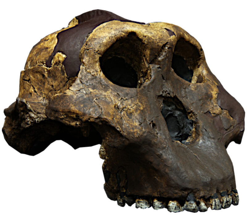Moulage : Paranthropus boisei, OH5, Zinj