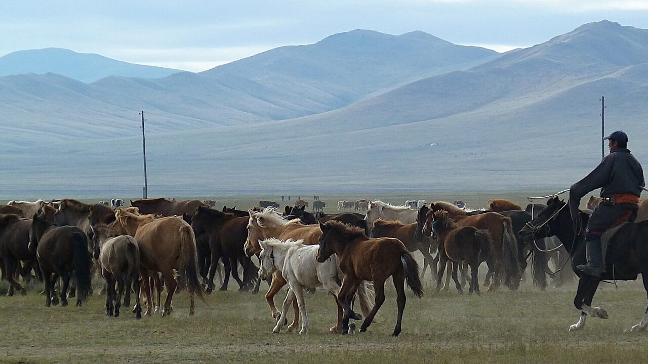 Chevaux dans le parc national de Khustain Nuruu