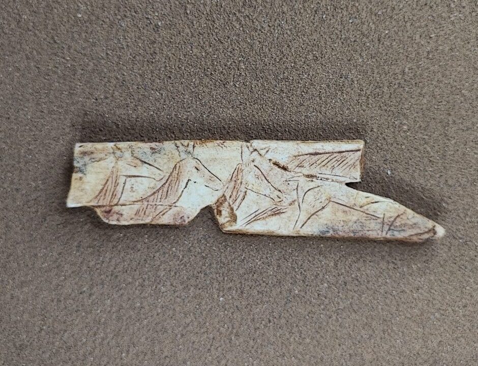Moulage : Côte gravée « 4 biches », Deux Avens