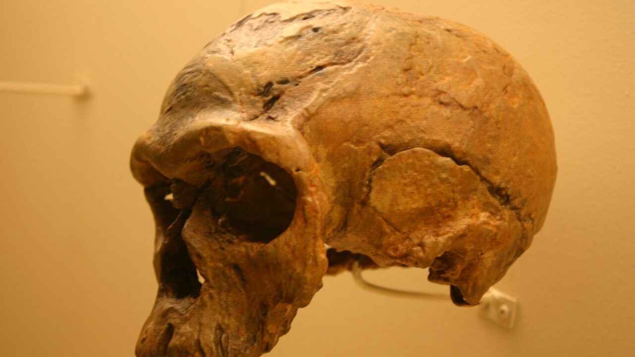 Moulage du crâne Irhoud 1, découvert en 1961 à Djebel Irhoud (Maroc), vu de trois quarts