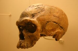 Moulage du crâne Irhoud 1, découvert en 1961 à Djebel Irhoud (Maroc), vu de trois quarts