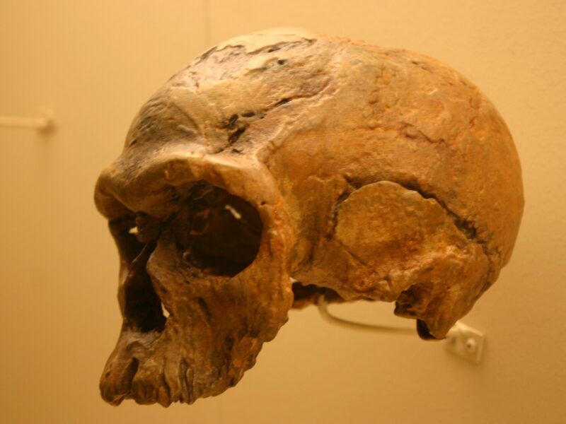 Crâne Irhoud 1, moulage exposé au Smithsonian