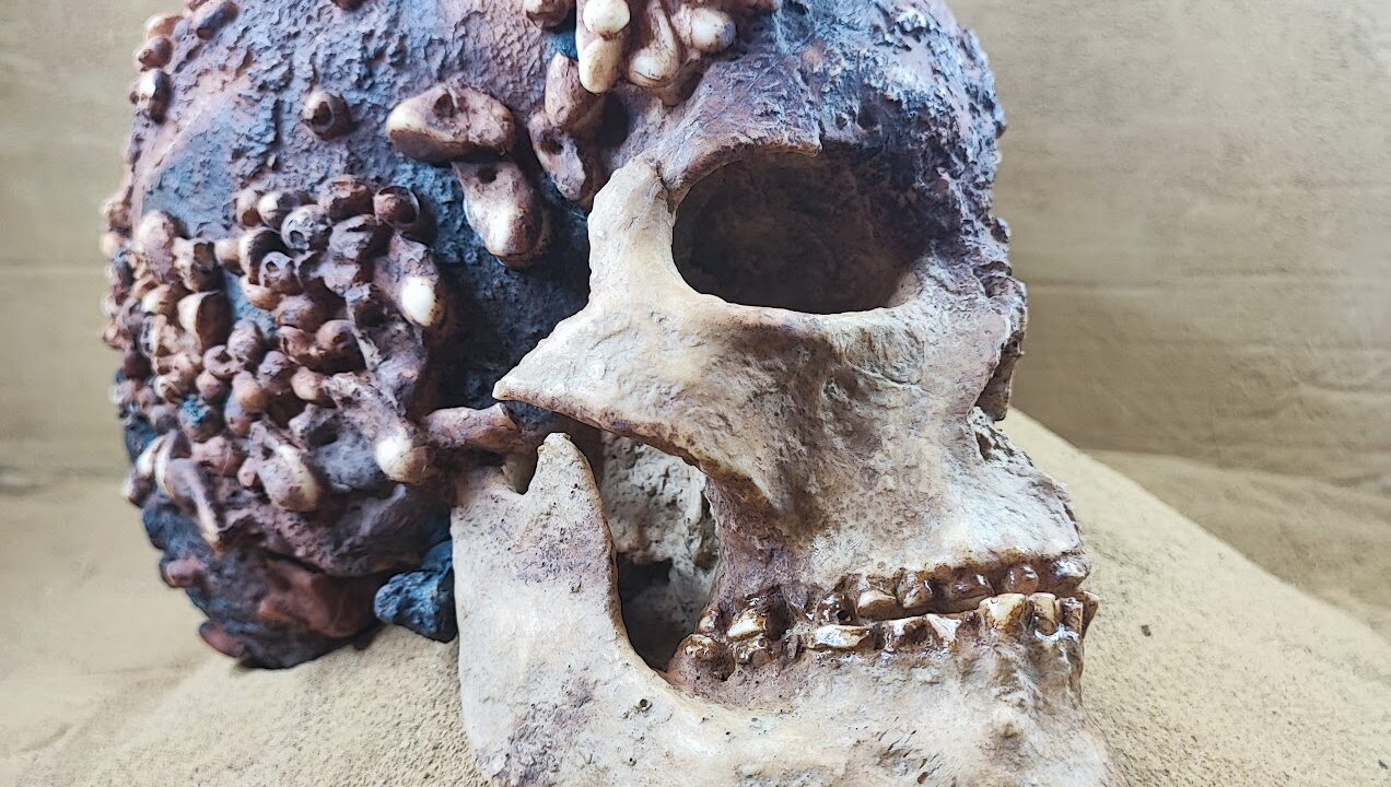 Moulage : Homo sapiens, Crâne de la dame de Cavillon