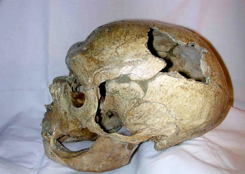 Crâne du Néandertalien de La Chapelle-aux-Saints, vu de profil