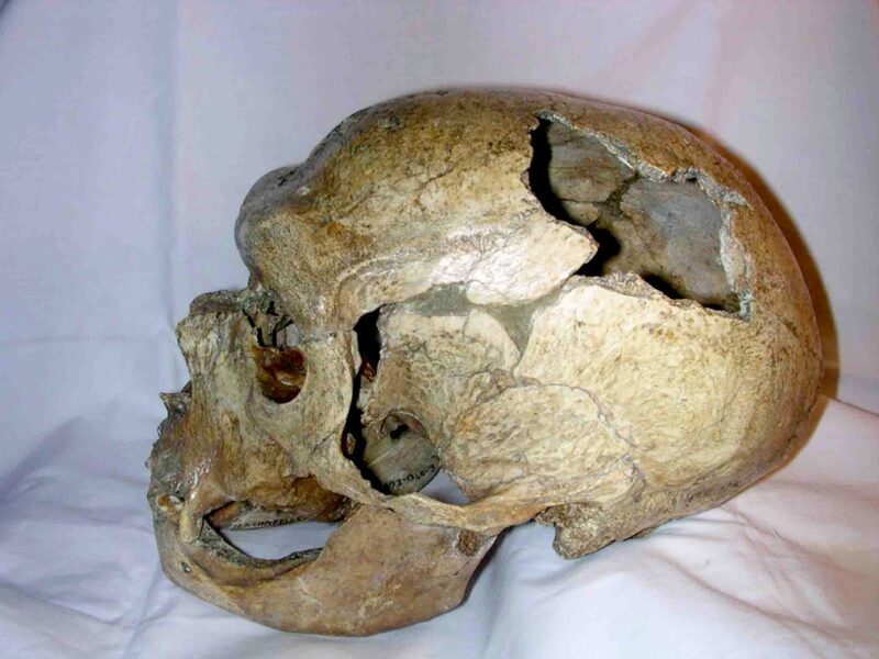 Crâne du Néandertalien de La Chapelle-aux-Saints, vu de profil