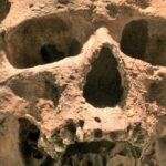 Le crâne de Cro-Magnon 1, découvert aux Eyzies en 1868. Comme Les Rois, il appartient aux premiers Homo sapiens d’Europe, et c’est sur la denture que se joue l’attribution.
