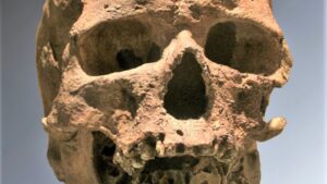 Le crâne de Cro-Magnon 1, découvert aux Eyzies en 1868. Comme Les Rois, il appartient aux premiers Homo sapiens d’Europe, et c’est sur la denture que se joue l’attribution.