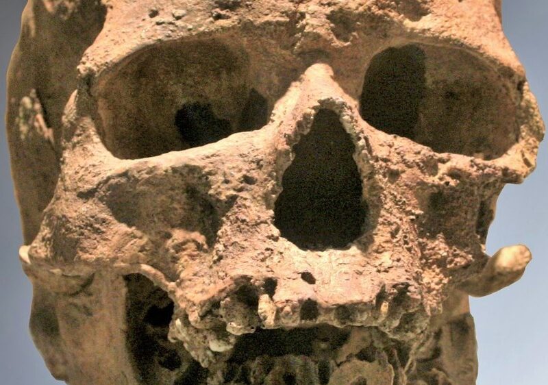Le crâne de Cro-Magnon 1, découvert aux Eyzies en 1868. Comme Les Rois, il appartient aux premiers Homo sapiens d’Europe, et c’est sur la denture que se joue l’attribution.