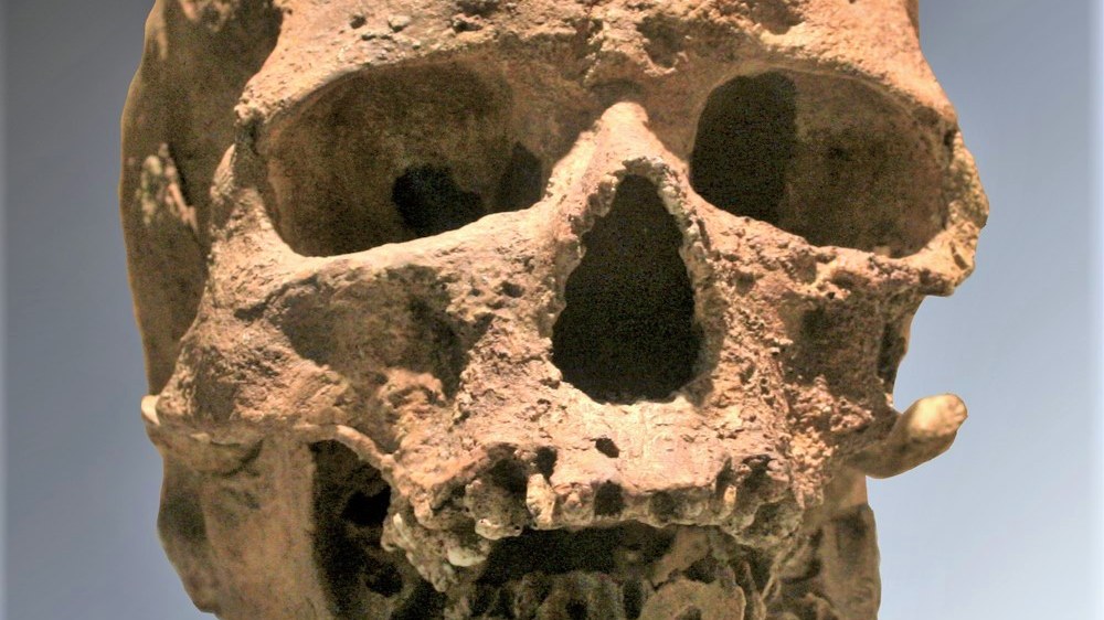 Le crâne de Cro-Magnon 1, découvert aux Eyzies en 1868. Comme Les Rois, il appartient aux premiers Homo sapiens d’Europe, et c’est sur la denture que se joue l’attribution.