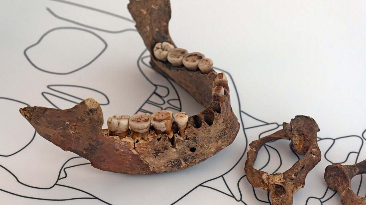 Mandibule et vertèbres cervicales de la Dame rouge d’El Mirón, teintées d’ocre rouge