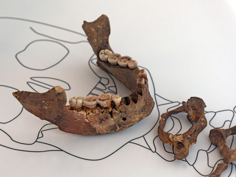 Mandibule et vertèbres cervicales de la Dame rouge d’El Mirón, teintées d’ocre rouge