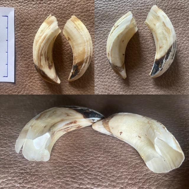 Dents de sanglier x 2 (25-5)