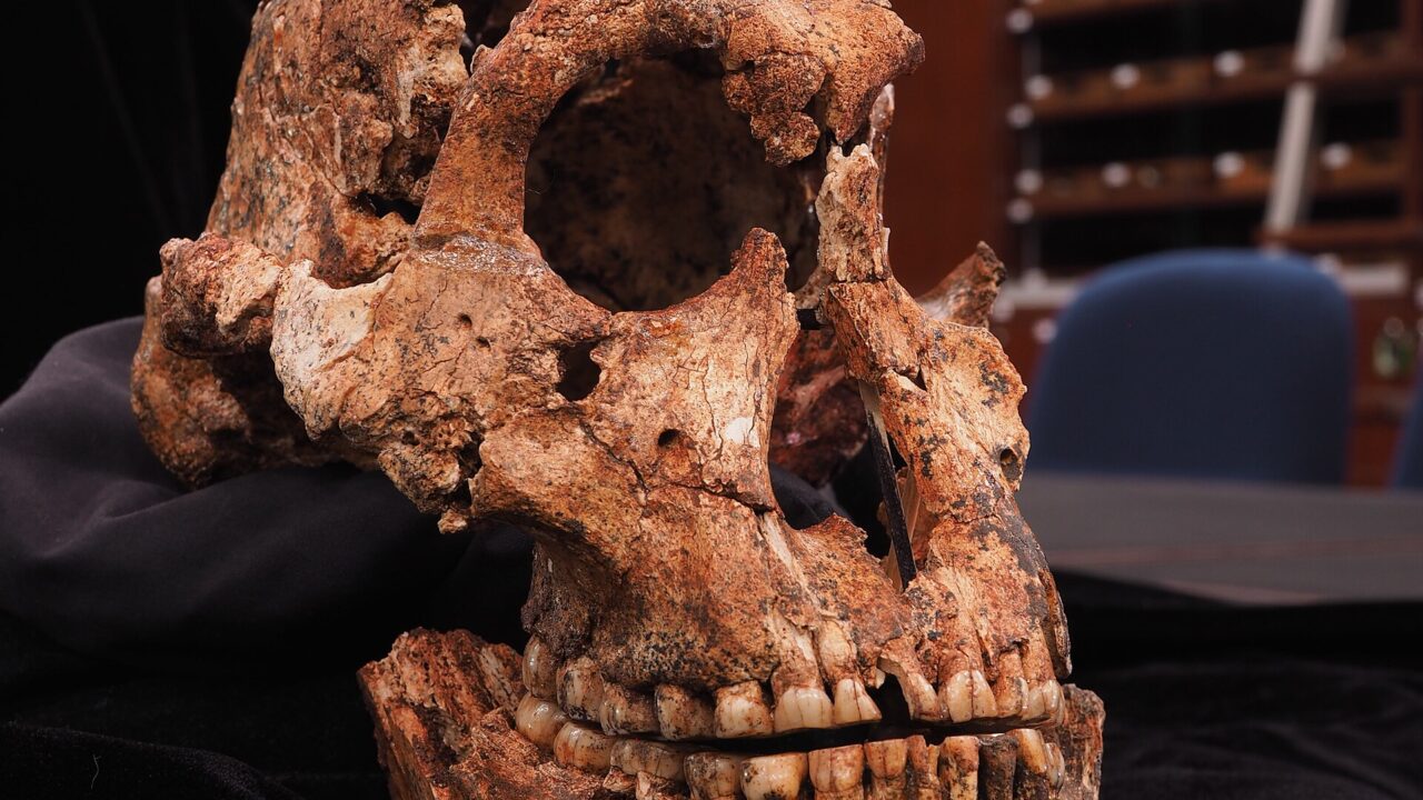DNH 7, crâne de Paranthropus robustus de Drimolen