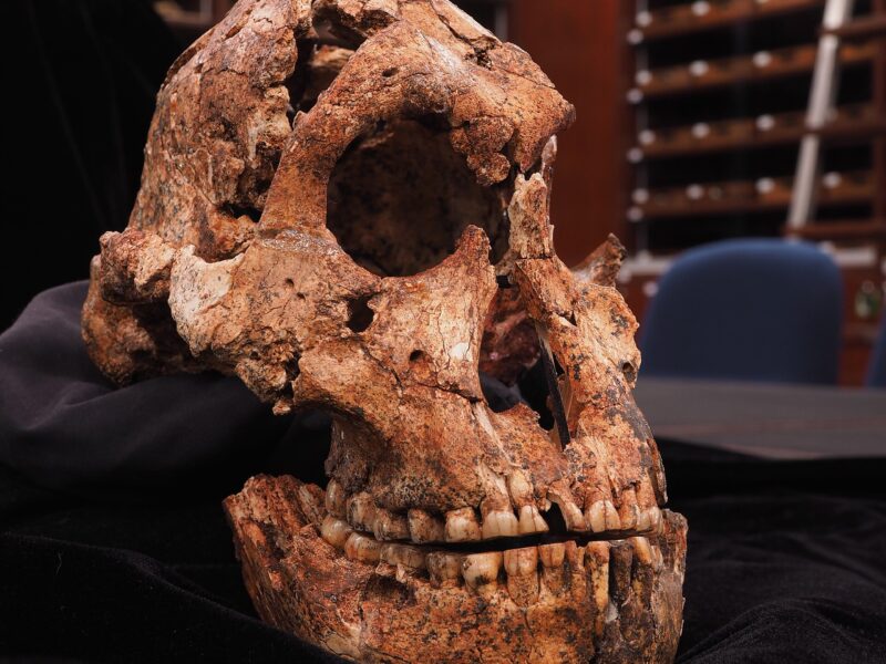 DNH 7, crâne de Paranthropus robustus de Drimolen