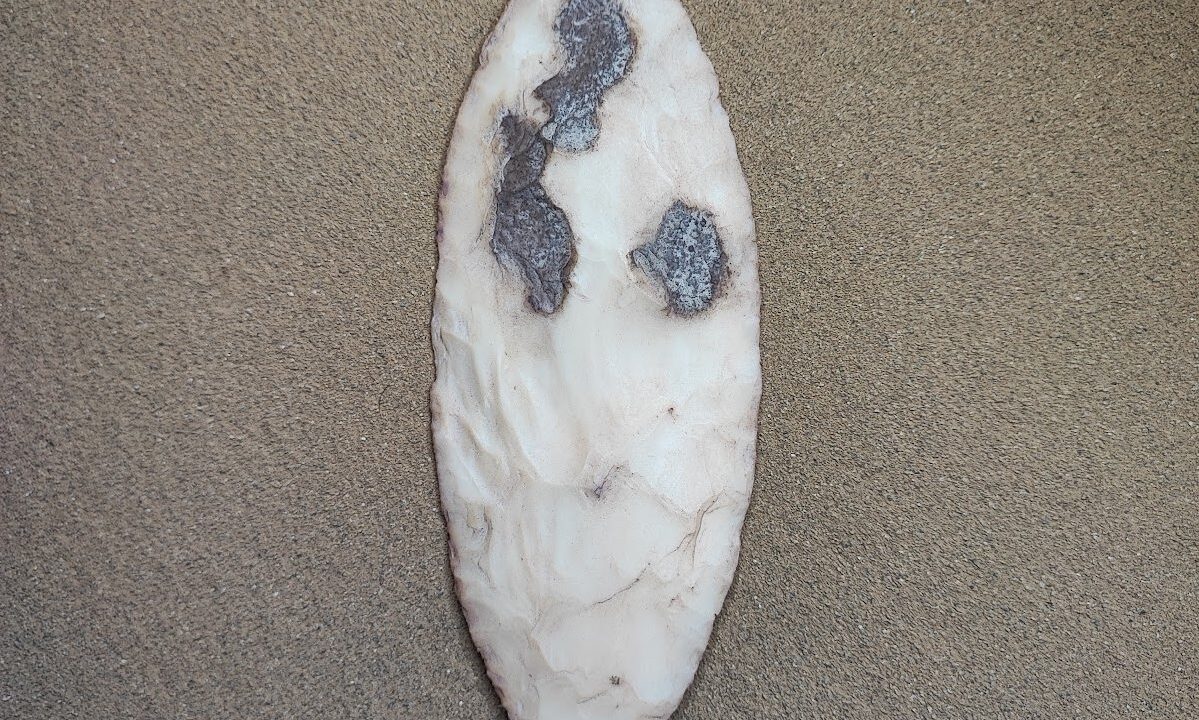 Reproduction : Feuille de laurier, collection d’Alain