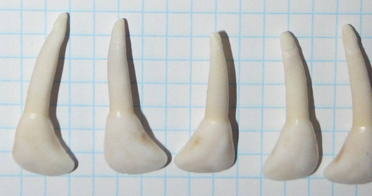 Grandes incisives de cerfs (unité)