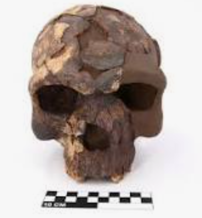 Moulage : Homo sapiens archaïque , Herto I, L’Homme de Herto